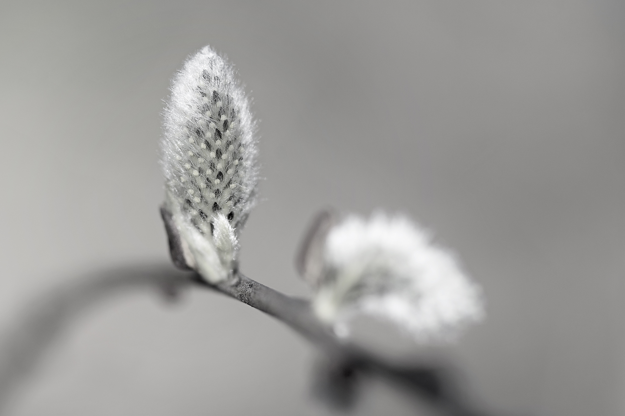 Willow bud ...