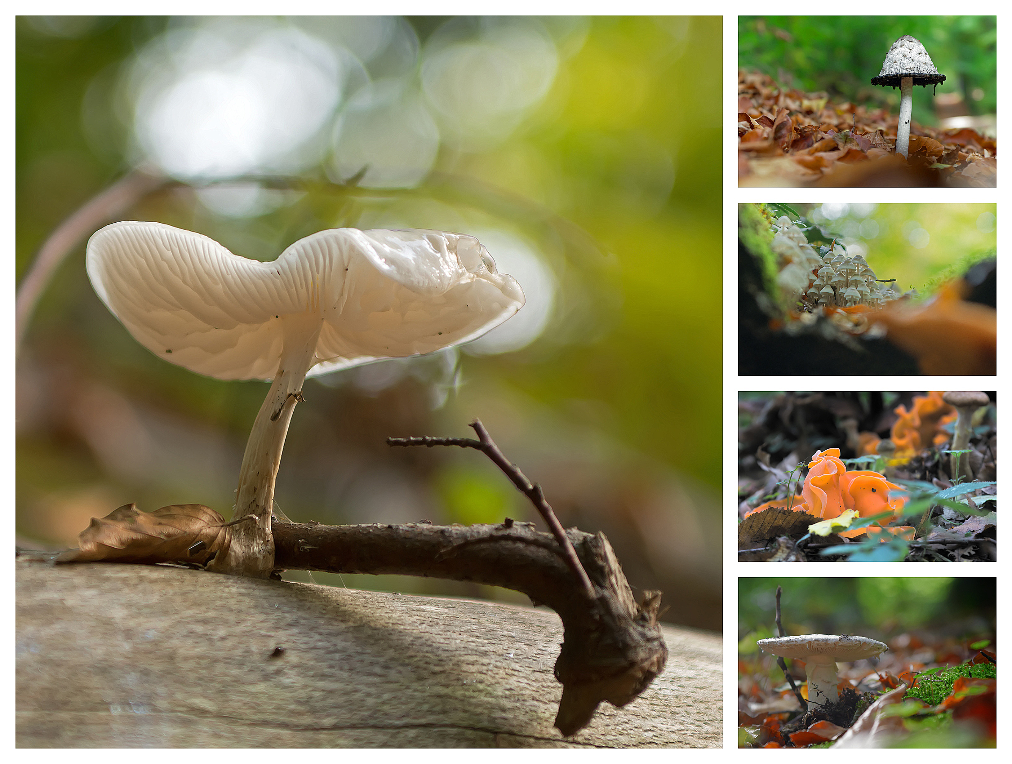 Mushroom collage ...
