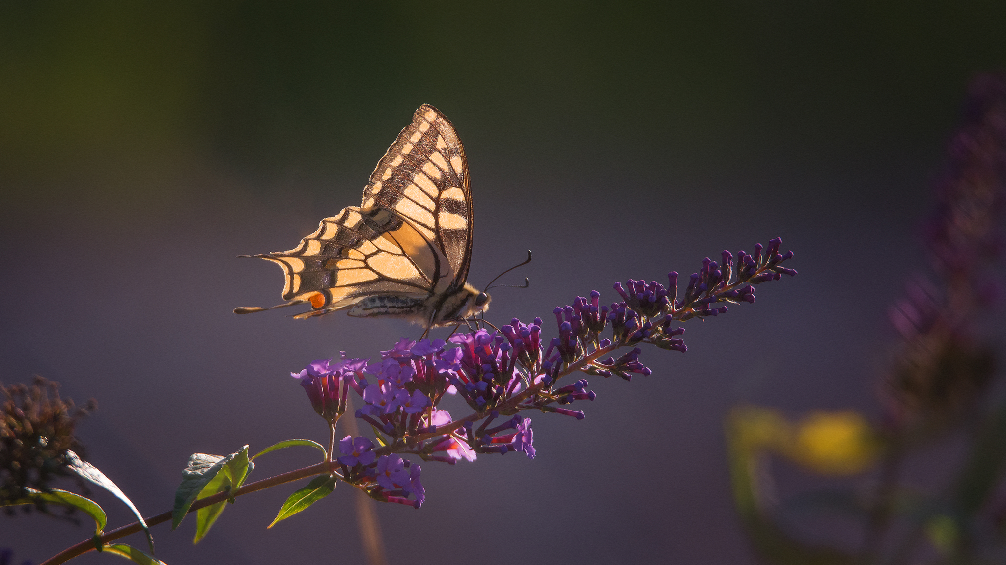  The Old World swallowtail...