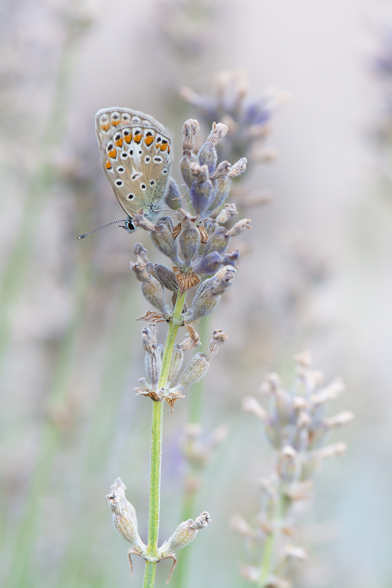 Common Blue Butterfly ...