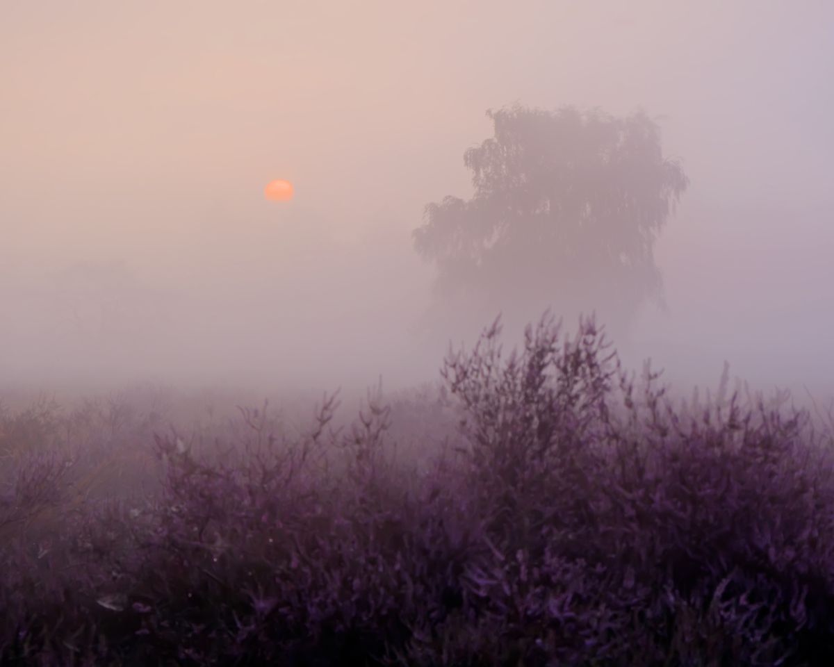Misty Morning ...