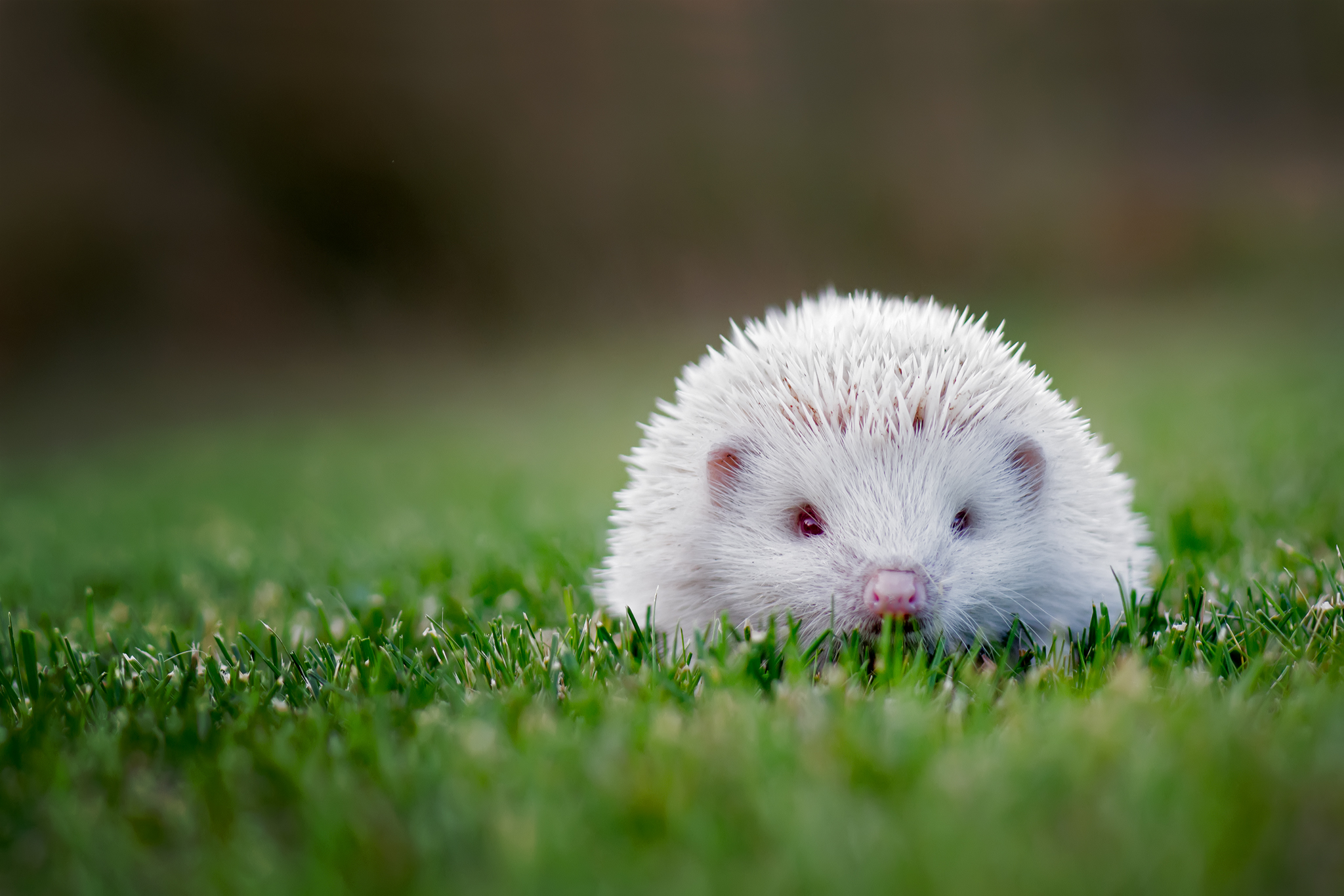 Albino Hedgehog ...