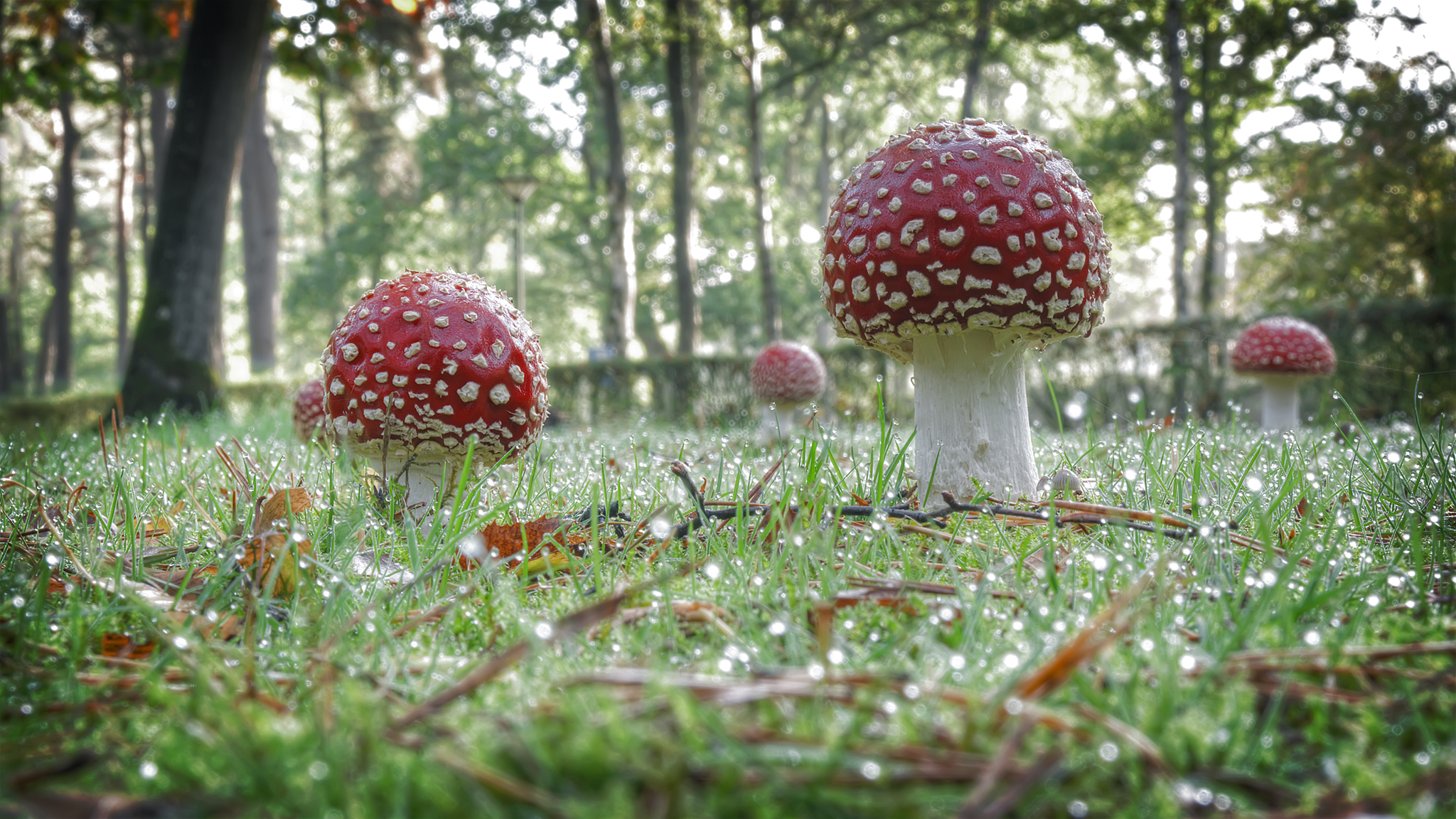 Mushroom gathering ...