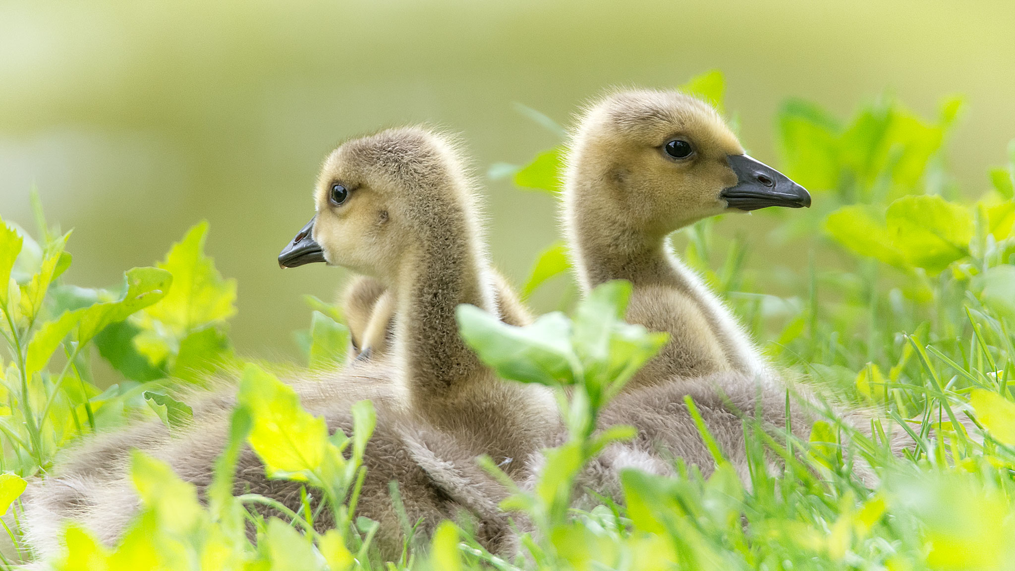 Canada goose goslings ...