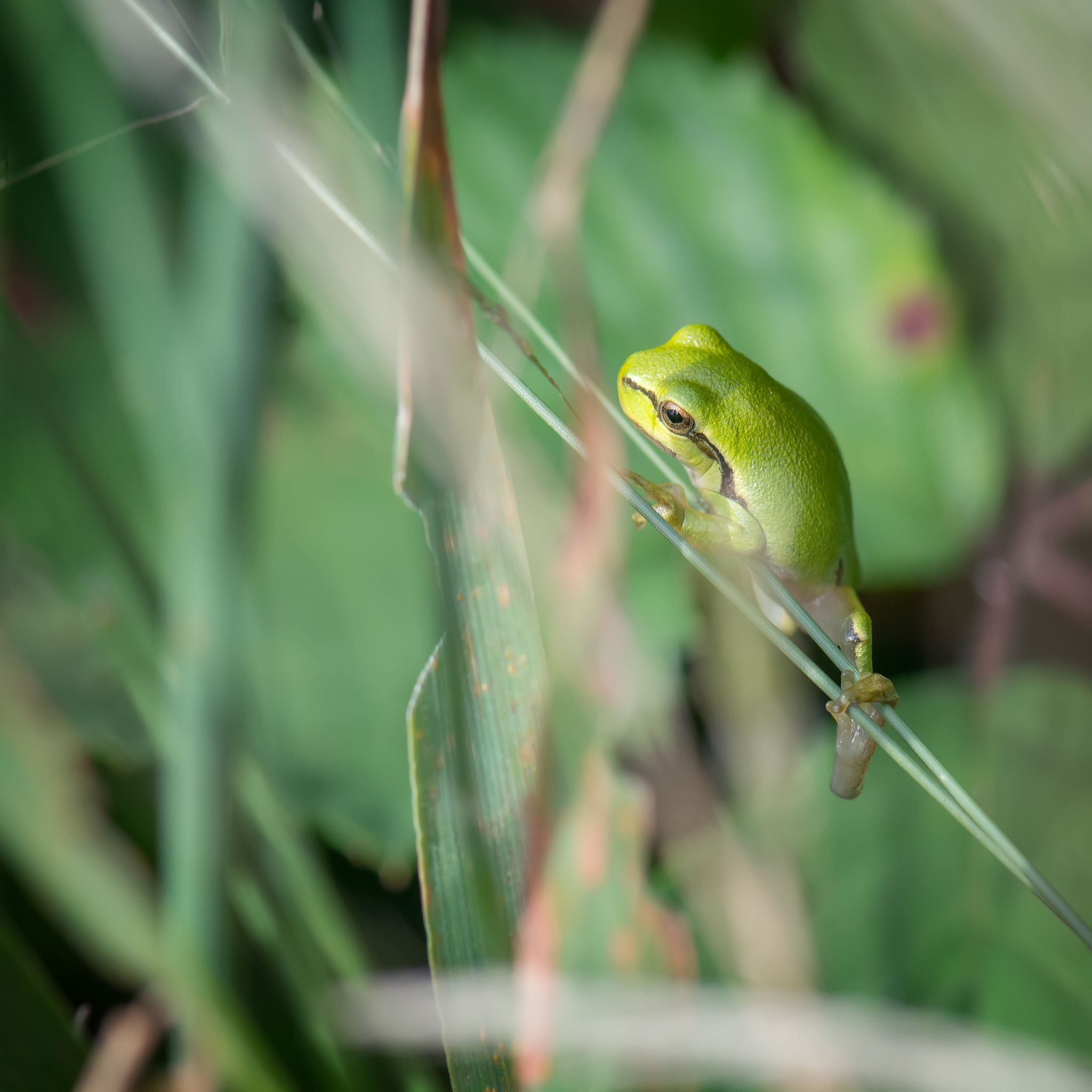 Juvenile tree frog 