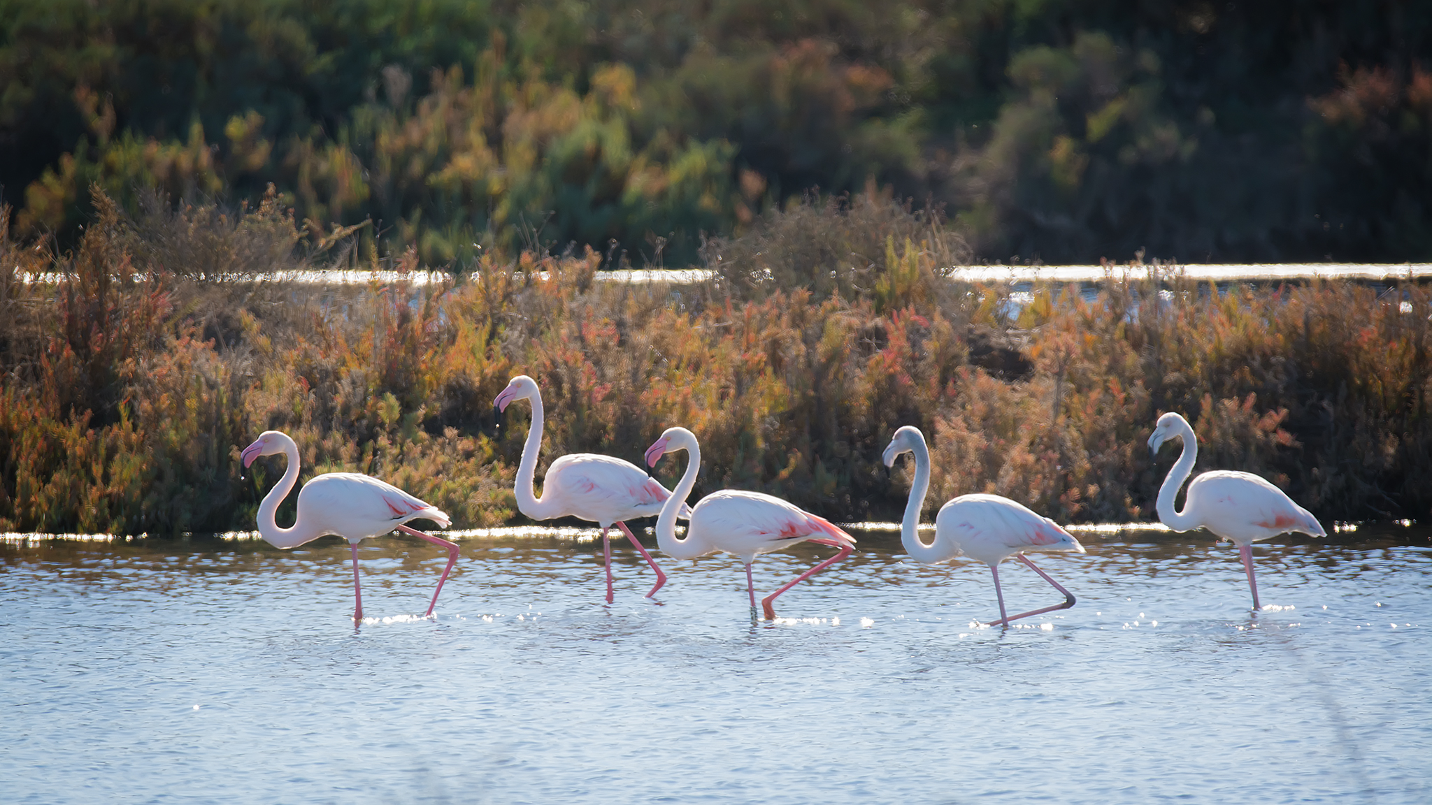 Flamingo's, Tavira (Portugal)